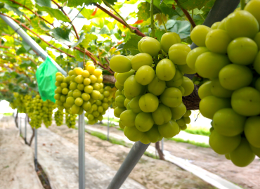 シャインマスカット